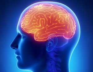 Why Our Brains See the World as 'Us' versus 'Them' 20 Why Our Brains See the World as 'Us' versus 'Them'