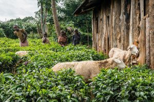 5 Ways Indigenous Groups are Fighting Back against Land Seizures