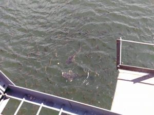 Chernobyl, Over Three Decades Later 52 Chernobyl, Over Three Decades Later