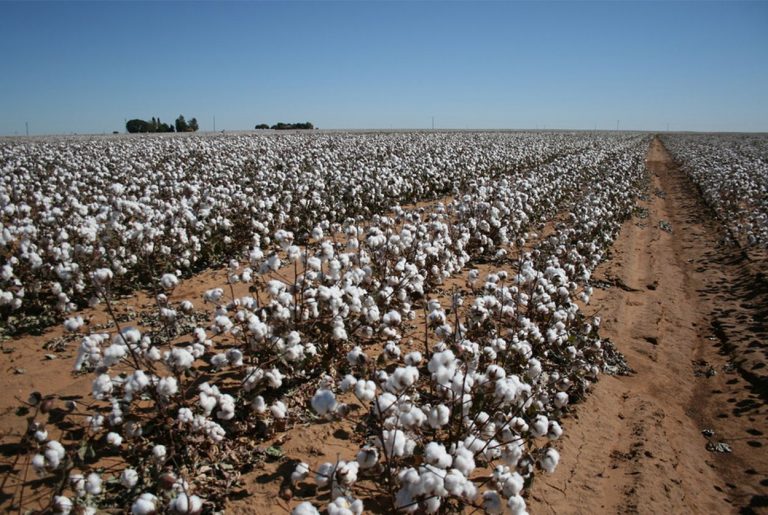 "No Question, It's Going to Hurt": Trump Trade War with China Worries Texas Agriculture 28 071318-10-Texas-Agriculture-Trump-Tariff