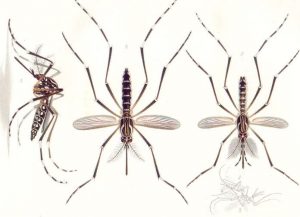 What Is Yellow Fever? Disease and Causation in Environmental History