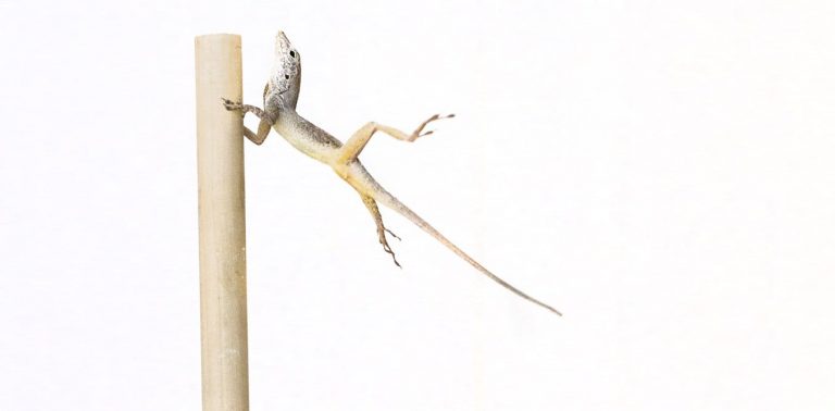 072618-07-Biology-Natural-Selection-Evolution