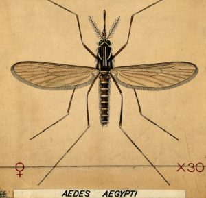 Ungesund: Yellow Fever, the Antebellum Gulf South, and German Immigration