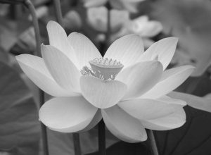 Poisons, Potions, and Drugs: Do Shakespearean Concoctions Really Work?