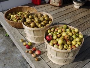 What Was in Colonial Cups Besides Tea? 22 What Was in Colonial Cups Besides Tea?