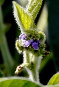 American Farmers Want Trade Partners, Not Handouts 6 American Farmers Want Trade Partners, Not Handouts