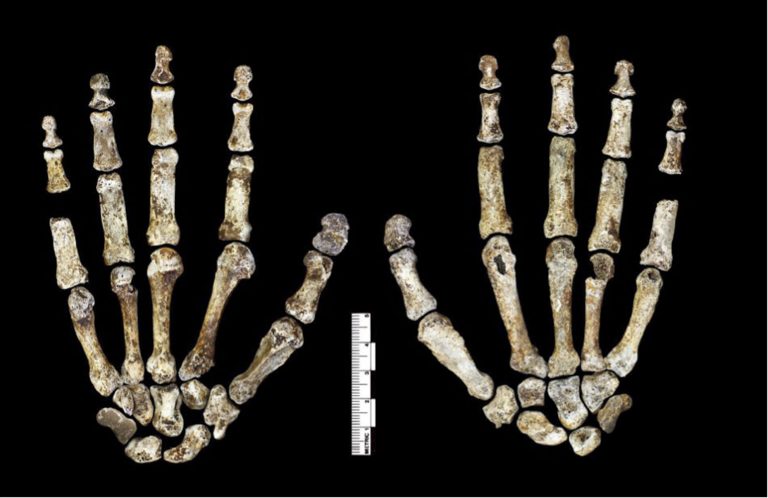 092218-17-Biology-Evolution-Homo-Naledi