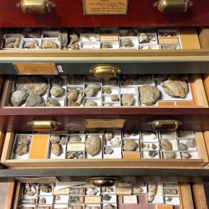 Digitizing the Vast 'Dark Data' in Fossil Museum Collections 20 Digitizing the Vast 'Dark Data' in Fossil Museum Collections