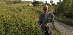 Sustainable Agriculture in China: Then and Now