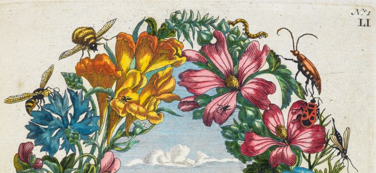 102518-54-Art-History-Maria-Sibylla-Merian-Early-Modern
