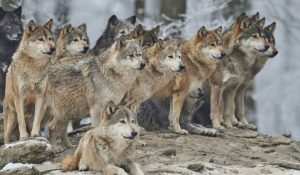 The Origins of Modern Dogs in Ancient Asian Wolves 116 110318-47-Dog-Canine-Ancient-History-Pets