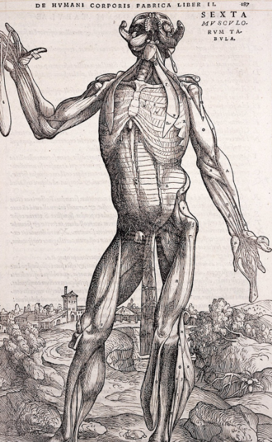 andreas vesalius dissection