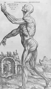 Getting Under the Skin: A Brief History of Human Dissection 37 Getting Under the Skin: A Brief History of Human Dissection