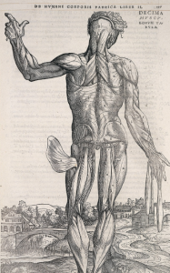 Getting Under the Skin: A Brief History of Human Dissection 38 Getting Under the Skin: A Brief History of Human Dissection