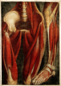 Getting Under the Skin: A Brief History of Human Dissection 41 Getting Under the Skin: A Brief History of Human Dissection