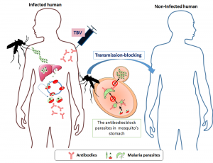 A Vaccine that Could Block Mosquitoes from Transmitting Malaria 6 A Vaccine that Could Block Mosquitoes from Transmitting Malaria