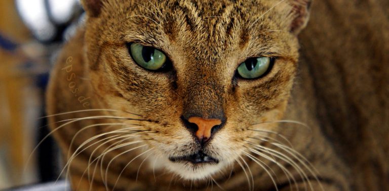 111518-98-Pets-Animals-Cats-History-China