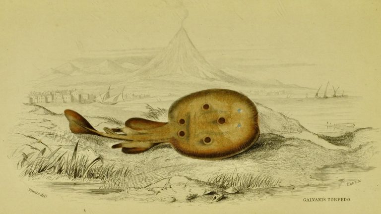 111918-45-History-Animals-Science-Electicity-Technology