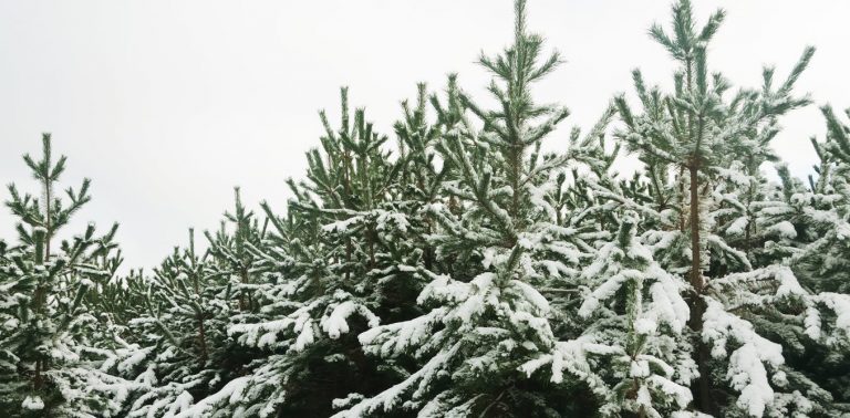 112818-25-History-Christmas-Civil-War