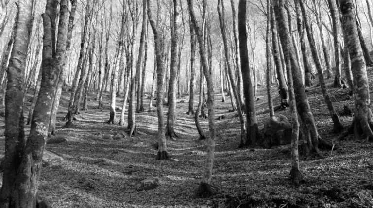 010819-23-History-Rothschild-Ennvironment