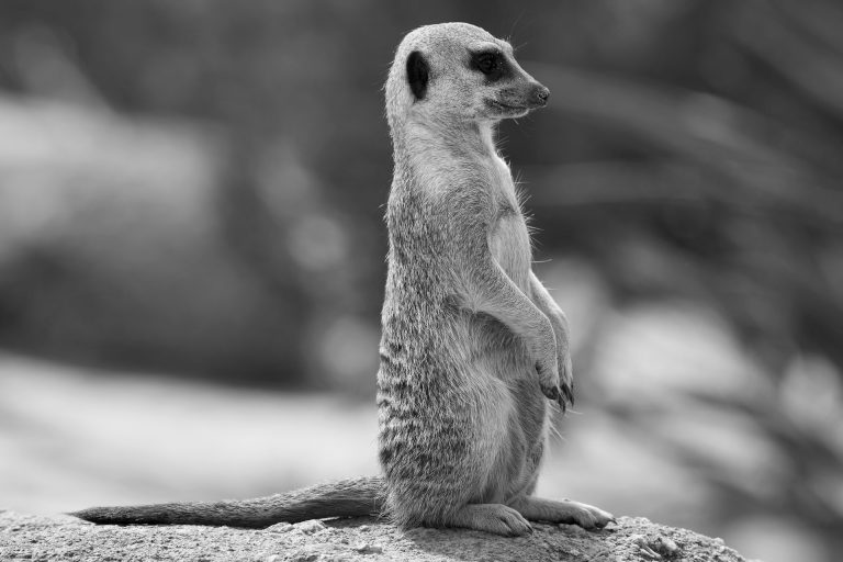 011419-15-History-Animals-Historiography