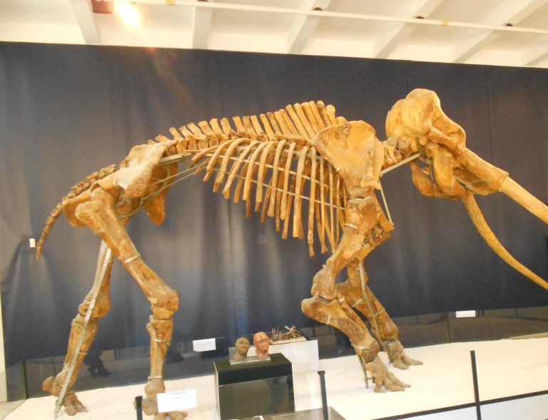 012619-20-Prehistoric-Evolution-Biology-Elephant