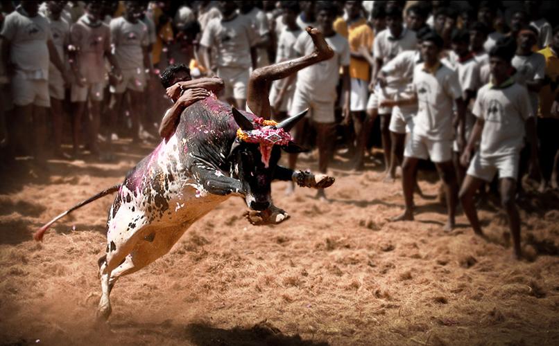 012719-06-Bullfight-India-Animals