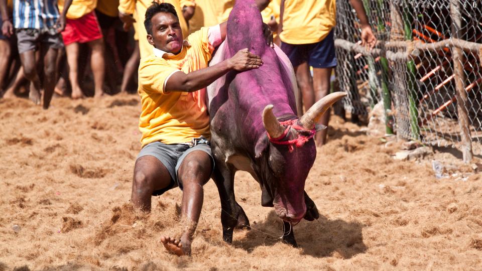 bullfighting, it is believed, goes back more th