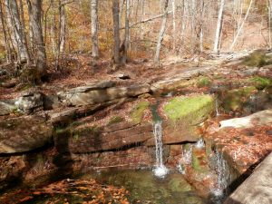 Small Streams and Wetlands are Key Parts of River Networks and Need Protection 36 013019-01-Environment-Climate-Change