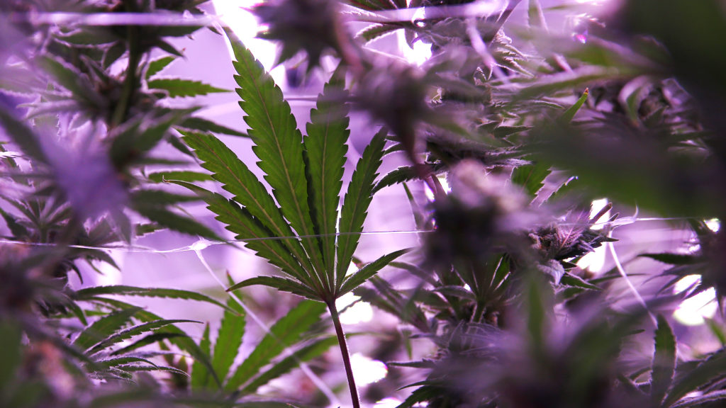 020619-20-Marijuana-Drugs