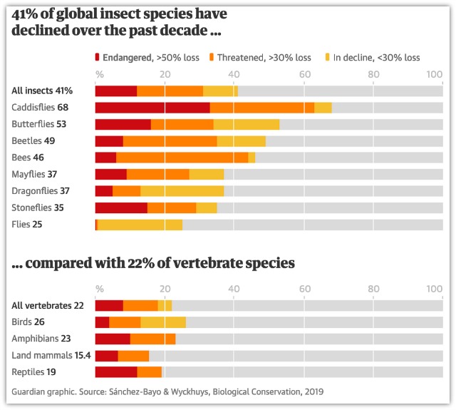 The Crashing Insect Population and Consequences Few Understand
