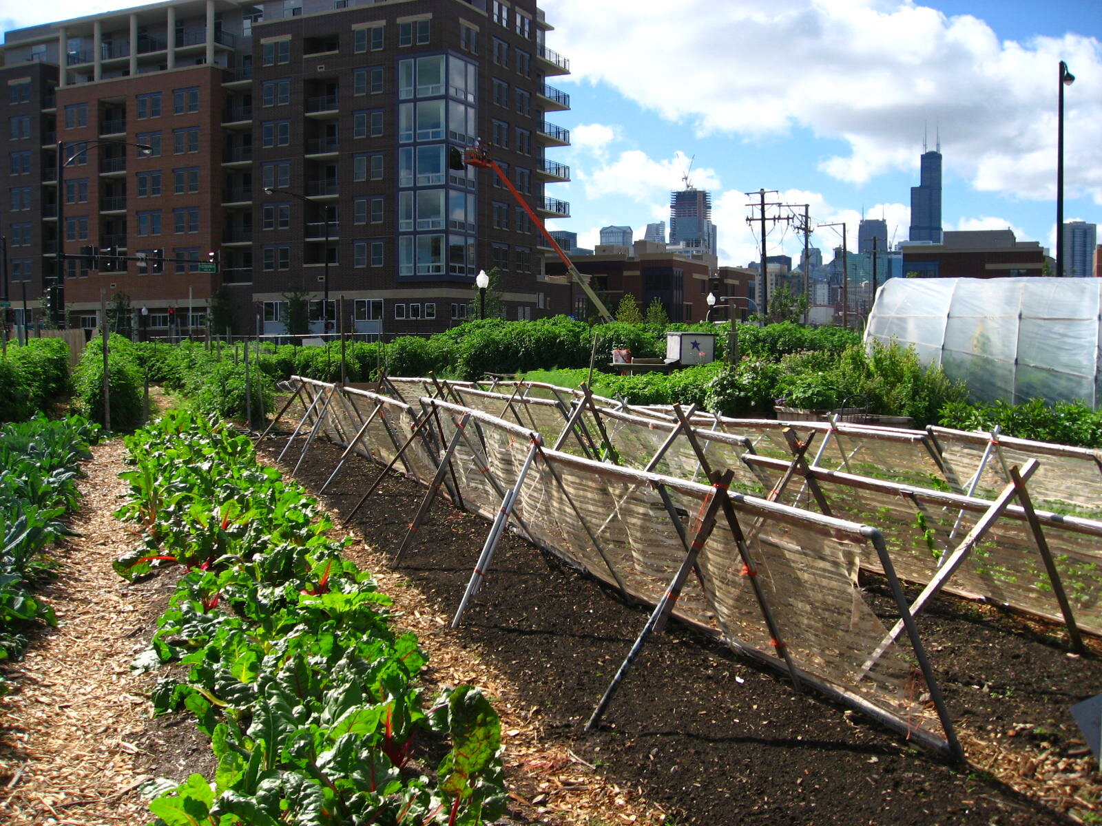 How Urban Agriculture Can Improve Food Security in U.S. Cities