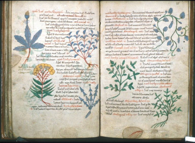 022819-15-History-Medieval-Middle-Ages-Islam-Arab-Science-Biology