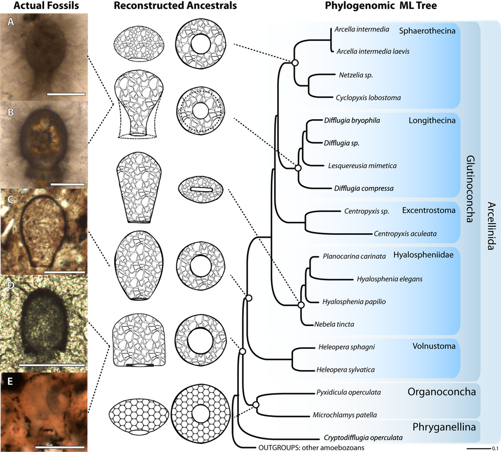 'Micro Snails' Help Unlock Details of Ancient Earth's Biological Evolution