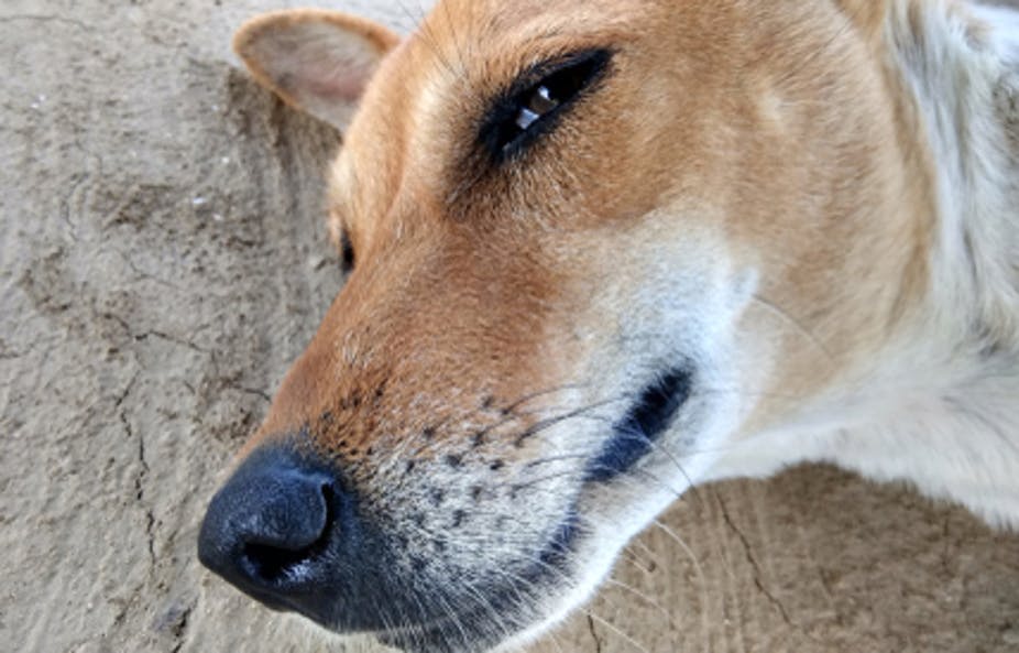 032119-10-Animals-Drugs-Marijuana-CBD