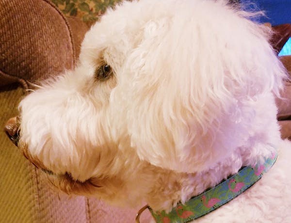 Weed and CBD Not Good for Pets - A Vet Toxicologist Explains