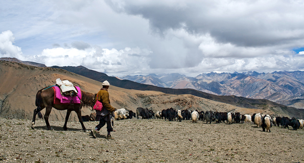 Traditional Herders Sharing Knowledge to Cope with Changing Climate