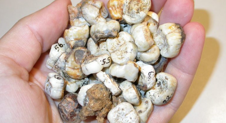 042819-29-Ancient-Prehistoric-History-Neanderthal-Evolution-Biology