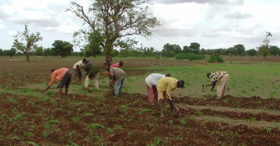 050619-04-Niger-Agriculture