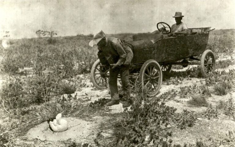 RHB photographing booby Christmas I