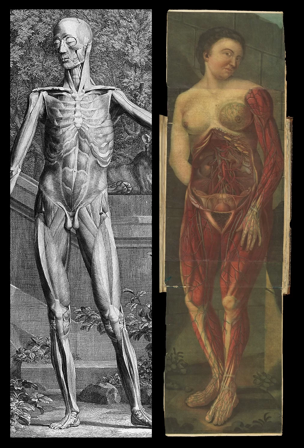 Printing the Body: Anatomical Illustration in the Early Modern Period ...