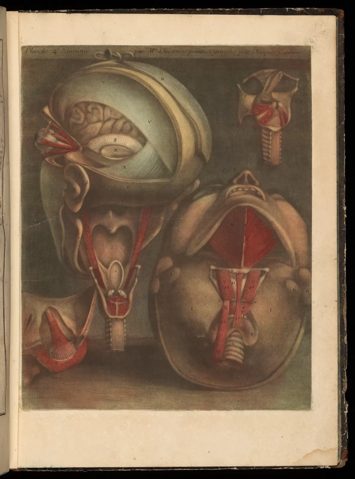Printing the Body: Anatomical Illustration in the Early Modern Period ...