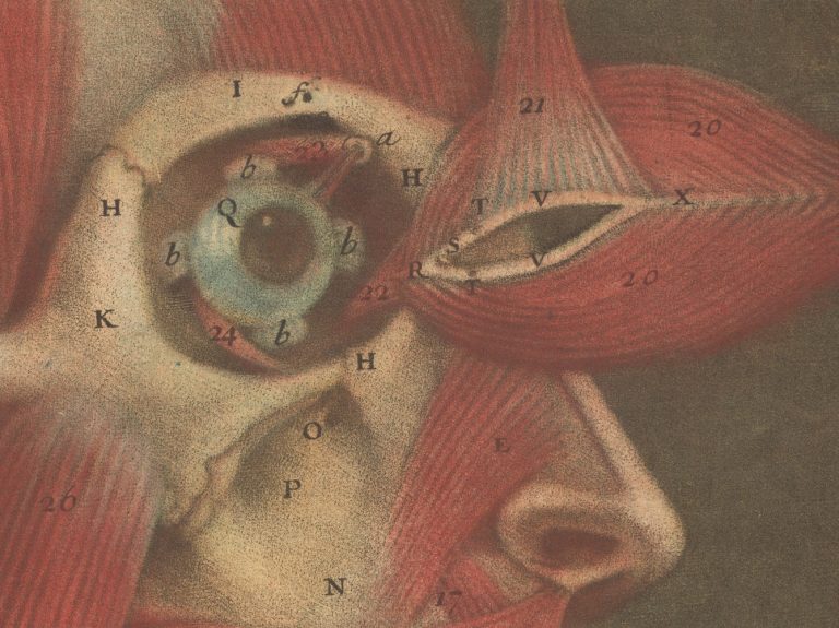 Printing the Body: Anatomical Illustration in the Early Modern Period ...