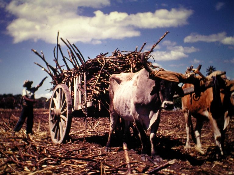 070819-43-History-Agriculture-Puerto-Rico