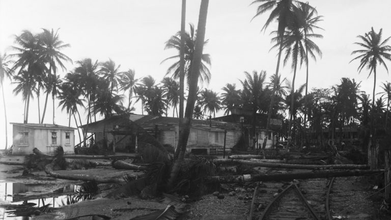 Coconut Trees Lying Across Rr Tracks