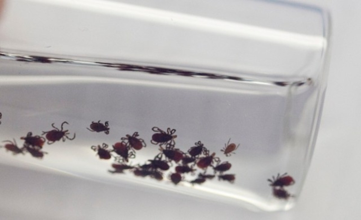 072619-05-Medicine-Health-Lyme-Disease