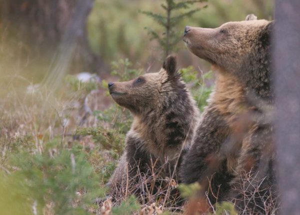 Cheney Accuses Native Tribes of "Destroying Our Western Way of Life" over Sacred Grizzly Protection