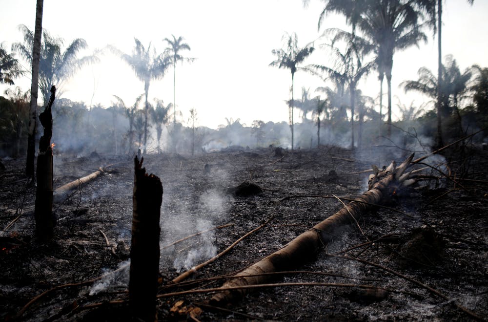 The Amazon Is Burning: 4 Essential Reads on Brazil's Vanishing Rainforest