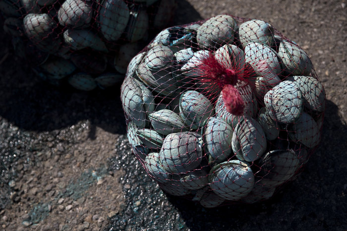 Pacific Northwest Tribes Face Climate Change with Ancient Agricultural Practice