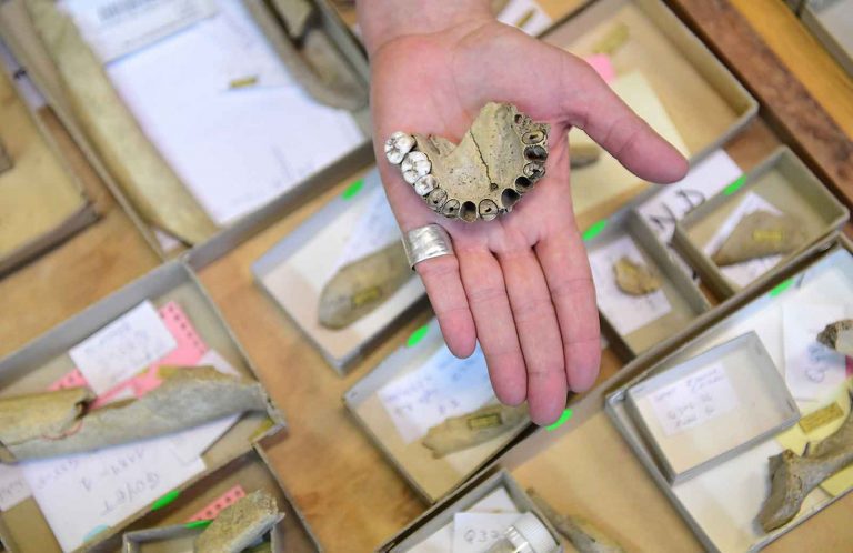 111019-12-History-Prehistoric-Neanderthal-Food-Evolution